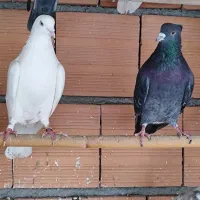 کبوتر پرشی و جوجه کشی