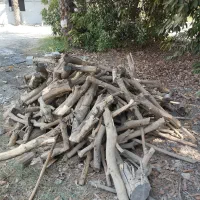 بریدن و خرید چوب لیمو از باغ دار|خدمات باغبانی و درختکاری|رودان, |دیوار