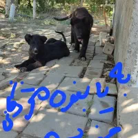 توله سگ گمشده