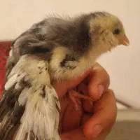 جوجه گلین لری