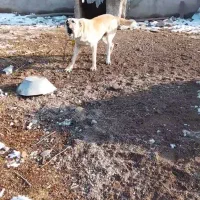 سگ دزد یده شده دربستان آباد