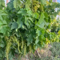 باغ انگور داربستی