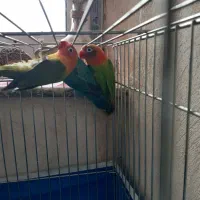 . طوطی کوتوله نژاد دار خاص .نجف آباد|پرنده|نجفآباد, فردوسی شمالی|دیوار