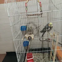 دو عدد عروس هلندی