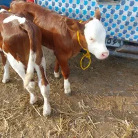 شیرخواروخوراک خور|حیوانات مزرعه|بیستون, |دیوار