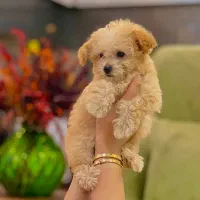 پودل ماده|سگ|رشت, آب آسیاب|دیوار