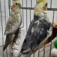 یک جفت عروس هلندی نر وماده بالغ سخنگو با قفس|پرنده|کرج, اخگرآباد|دیوار