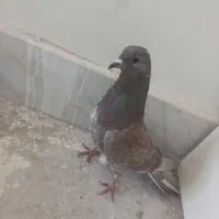 دمگیر سرخ دم لول لول