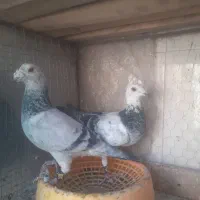 کفتر|پرنده|قائن, |دیوار