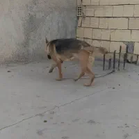 سگ ژرمن ورک ماده شش ماهه|سگ|مبارکه, |دیوار