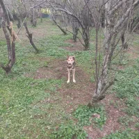 سگ نر گرگی نگهبان|سگ|سنگر, |دیوار