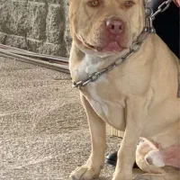 پیت بول سفارتی جهت کشش|سگ|کرمانشاه, |دیوار