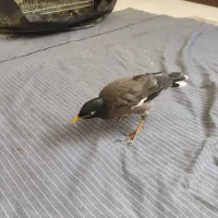 جوجه مینا|پرنده|مشهد, هفده شهریور|دیوار