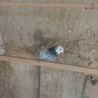 فروش کبوتر|پرنده|تهران, افسریه شمالی|دیوار