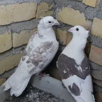 پشت گراف کاکلی جفت المانی
