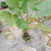 باباادم بزرگ ۵۰۰ سیکاس بزرگ ۵۰۰