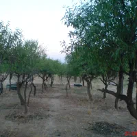 زمین تنگ چنار بادامک