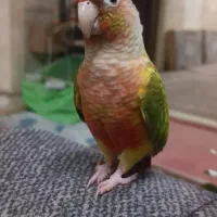 جفت گرینچیک اناناسی و یلوساید