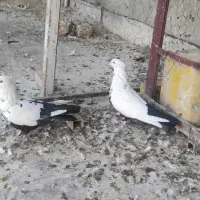 کفتر دم سیاه