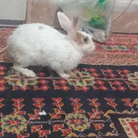 خرگوش|موش و خرگوش|الوند, |دیوار