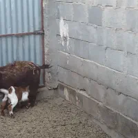 بزشیراندوشنی ودورگ موقعیت بافق