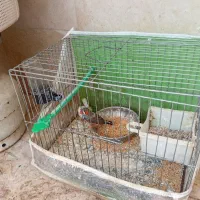 فنچ نروماده|پرنده|گلبهار, شهر جدید گلبهار|دیوار