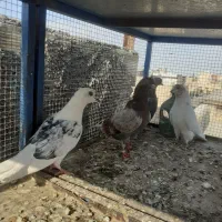 کفتر شکار|پرنده|اصفهان, عمان سامانی|دیوار