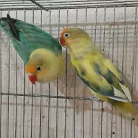 جفت کوتولهمولد پاربلو پاید سرزرد و سبز کارداده