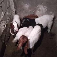 بزغاله|حیوانات مزرعه|مشهد, نیزه|دیوار