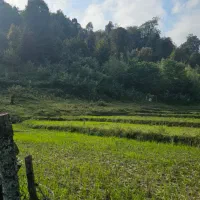 زمین درتالش کوهپایه ای جنگل پول لازم اسالم طولارود|فروش زمین و ملک کلنگی|تالش, طولارود|دیوار