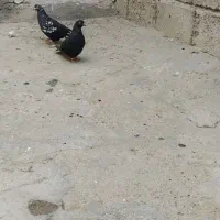 فروش ده تاکفترپرشی وبازیدارمغاوضه بامرغ وخروس جوجه