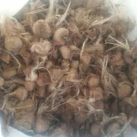 پیاز زعفران