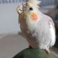 جوجه عروس هلندی فقط همین رنگ موجوده|پرنده|شاهرود, |دیوار