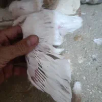 جوجه دم سفید