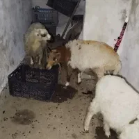 ۳عددگوسفند|حیوانات مزرعه|ماسال, |دیوار