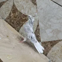 جوجه کوهی  دمسفید نر|پرنده|اهواز, عین ۲|دیوار