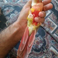 گرینچیک اکستریم رد آناناسی|پرنده|شیراز, دکتر حسابی|دیوار