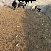 دوعدد بز و یک چپش و دو بیگ|حیوانات مزرعه|اندیمشک, |دیوار