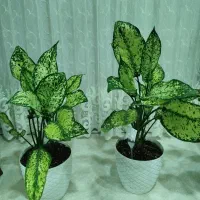 گلدان وگل طبیعی اگلونما برفی