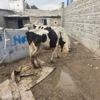 گاو فروشی|حیوانات مزرعه|شهر ری, علایین|دیوار