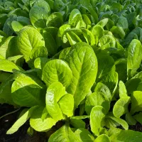 فروش بذر کاهو سفید نهال کاهو