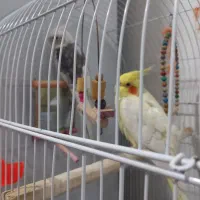 عروس هلندی بالغ نروماده