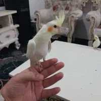 عروس هلندی لوتینو چشم شرابی|پرنده|شهریار, شهرک بهاران (ویره)|دیوار