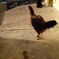 مرغ بیرانشهر|حیوانات مزرعه|بیرانوند, |دیوار