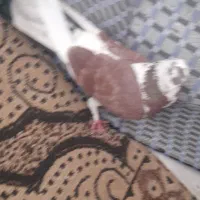 کبوتر|پرنده|قره پشتلو, |دیوار