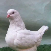 کبوترکینگ نر