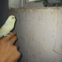 مرغ عشق