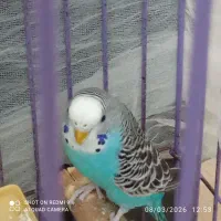 مرغ عشق ماده