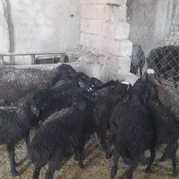 بره قیمت مناسب پای پروار