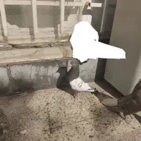 کبوتر. معاوضه با دمب سفید|پرنده|مرودشت, بیست متری بیمارستان|دیوار